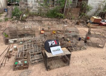 La PDI realizó un allanamiento en Arocena y secuestró 47 aves