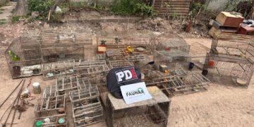 La PDI realizó un allanamiento en Arocena y secuestró 47 aves