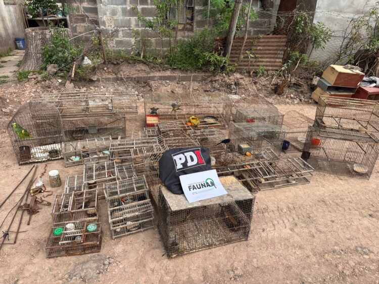 La PDI realizó un allanamiento en Arocena y secuestró 47 aves